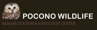 poconowildliferescue-header.PNG